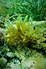 Dictyopteris australis