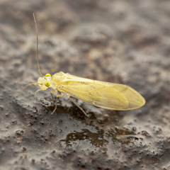 Caeciliusidae