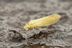 Caeciliusidae