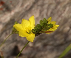 Ixia odorata