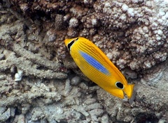 Chaetodon plebeius