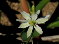 Ornithogalum hispidum