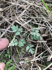Corydalis micrantha