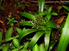 Schiekia silvestris