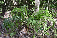 Zamia erosa