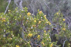 Larrea tridentata