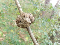 Callirhytis quercuspunctata