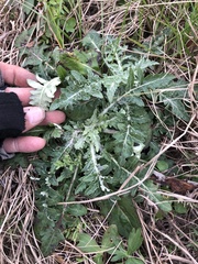 Hymenopappus artemisiifolius