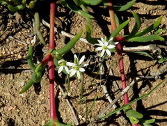 Ornithogalum hispidum