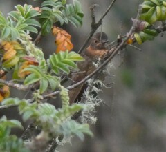 Aglaeactis cupripennis