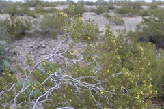 Larrea tridentata