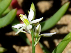 Ornithogalum hispidum