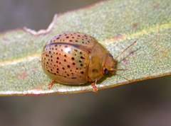 Paropsisterna madida