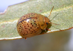 Paropsisterna madida