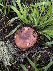 Agaricus brunneofibrillosus