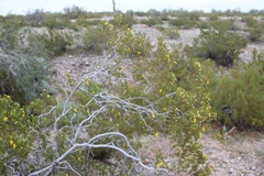 Larrea tridentata
