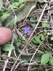 Houstonia pusilla
