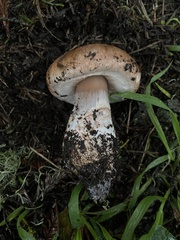 Agaricus brunneofibrillosus