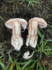 Agaricus brunneofibrillosus