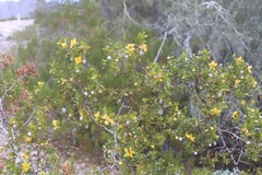 Larrea tridentata