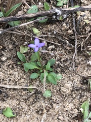 Houstonia pusilla