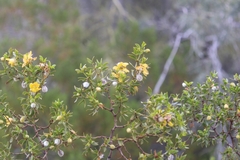 Larrea tridentata