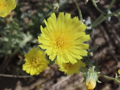 Malacothrix sonchoides