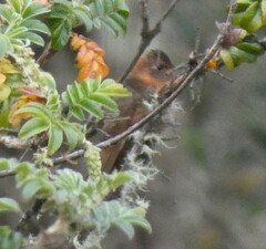 Aglaeactis cupripennis