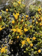 Nardophyllum bryoides