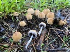 Micacei