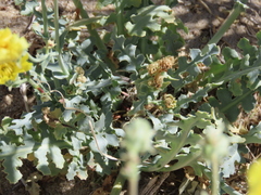 Malacothrix sonchoides