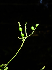 Stenostomum acreanum
