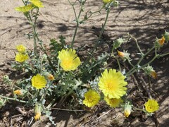 Malacothrix sonchoides