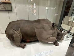 Ceratotherium simum
