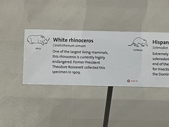Ceratotherium simum