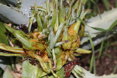 Aceria aloinis