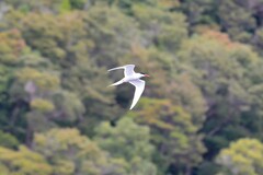Sterna hirundinacea