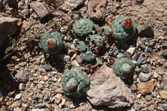 Chaetanthera flabellifolia