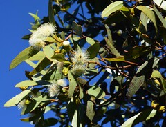 Eucalyptus angulosa