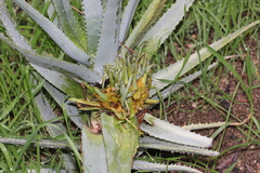 Aceria aloinis
