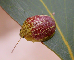 Paropsis propinqua
