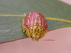 Paropsis propinqua