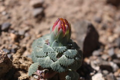 Chaetanthera flabellifolia
