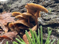 Kuehneromyces lignicola