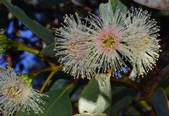 Eucalyptus angulosa