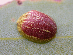 Paropsis propinqua