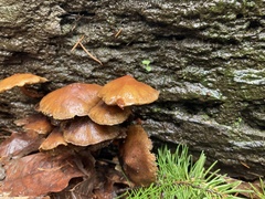 Kuehneromyces lignicola