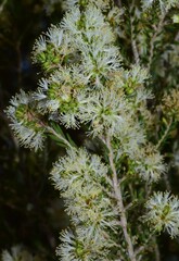 Melaleuca brevifolia
