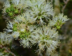 Melaleuca brevifolia