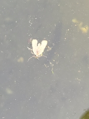 Galgula partita